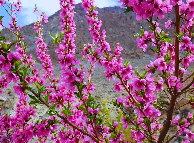 HUNZA BLOSSOM TOUR