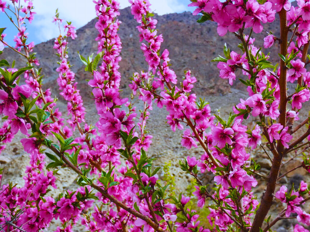 HUNZA BLOSSOM TOUR