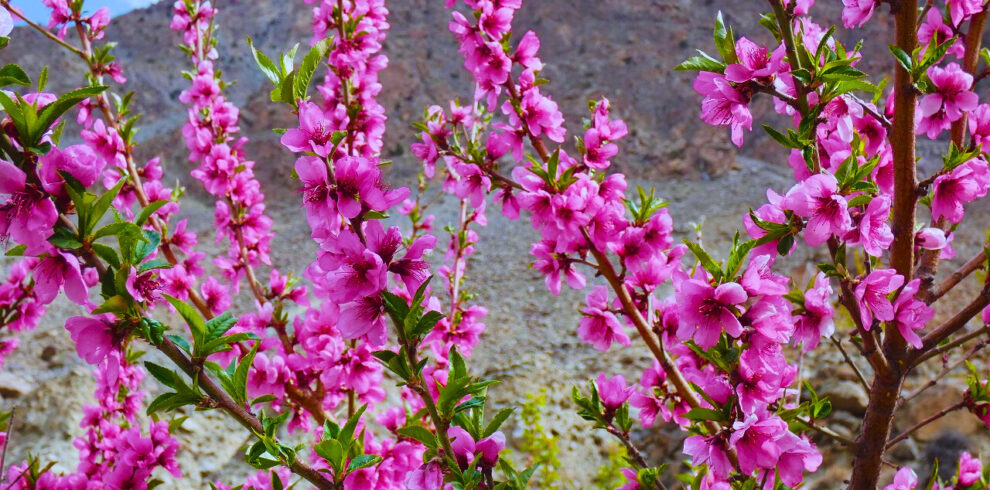 HUNZA BLOSSOM TOUR