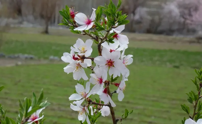 North Pakistan Blossom Tour