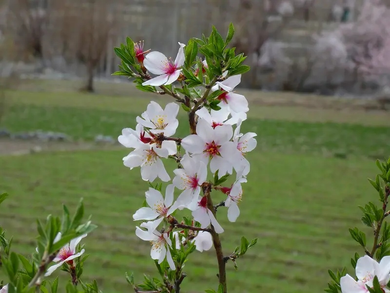 North Pakistan Blossom Tour