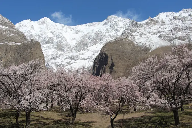 North Pakistan Blossom Tour