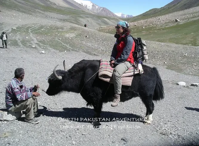 YAK SAFARI TRIP IN SHIMSHAL