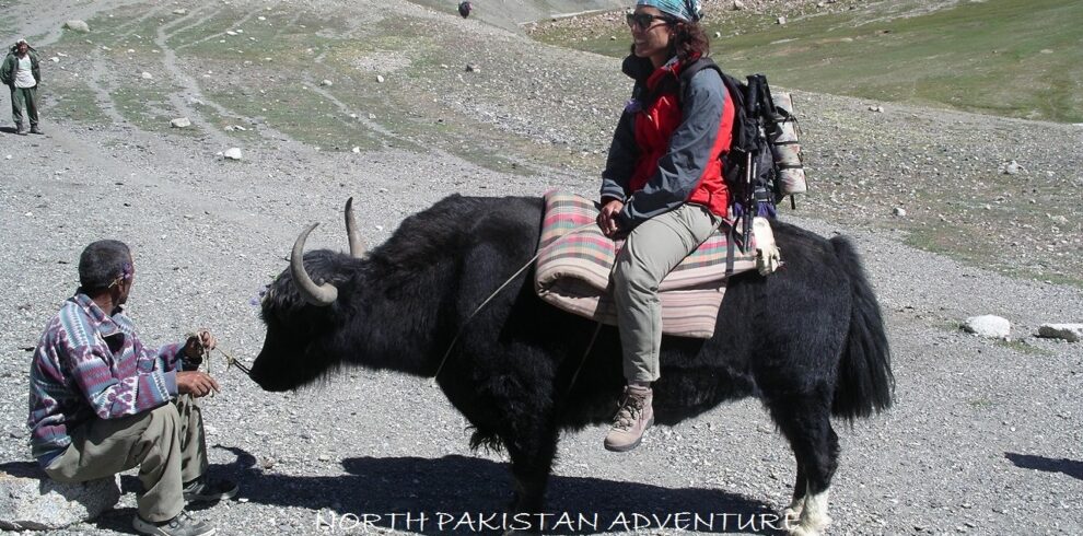 YAK SAFARI TRIP IN SHIMSHAL