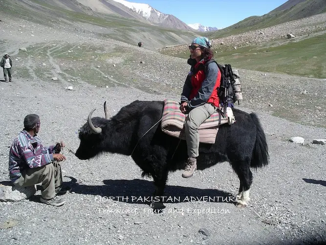 YAK SAFARI TRIP IN SHIMSHAL