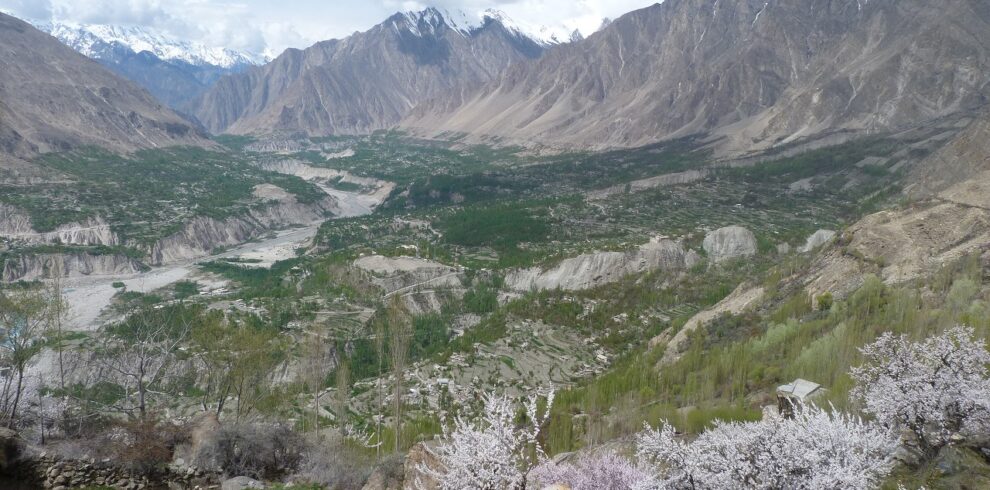 Hunza Apricot blossom in Hunza Valley during Hunza Apricot Blossom Tour