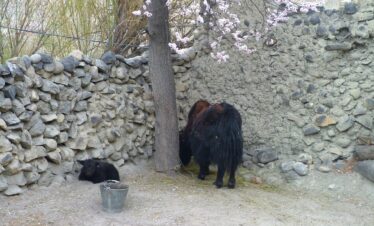 Farewell Hunza Apricot Blossom Tour