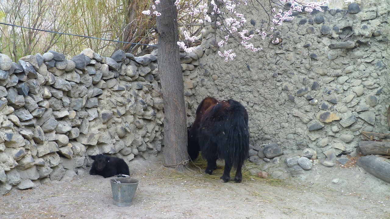 Farewell Hunza Apricot Blossom Tour
