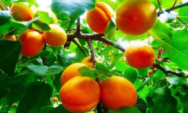 Local Woman Picking Apricots – Hunza Harvest Tour