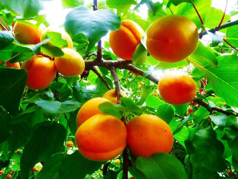 Local Woman Picking Apricots – Hunza Harvest Tour