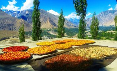 Apricot Harvest Season – Upper Hunza, Pakistan