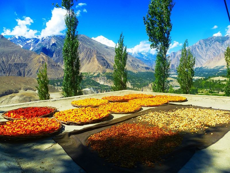 Apricot Harvest Season – Upper Hunza, Pakistan