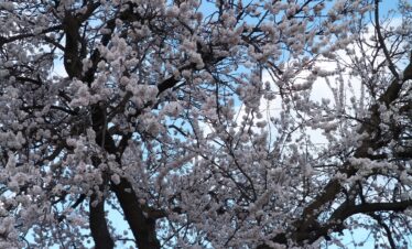 Hunza Apricot blossom Trails Hunza Pakistan