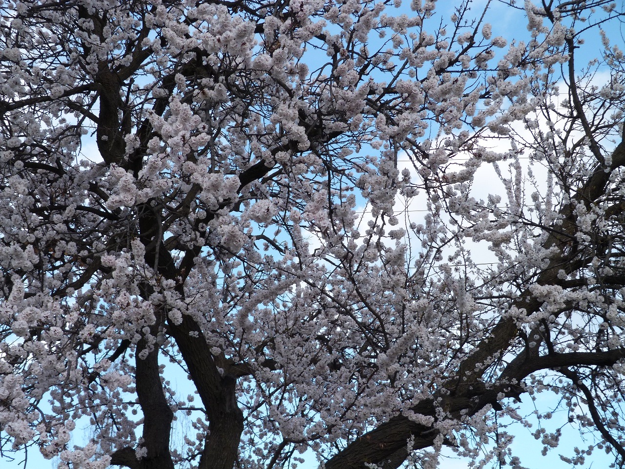 Hunza Apricot blossom Trails Hunza Pakistan