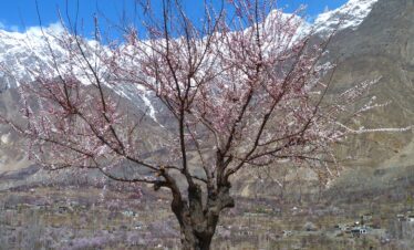 Borit Lake Blossom Season, Hunza Apricot blossom