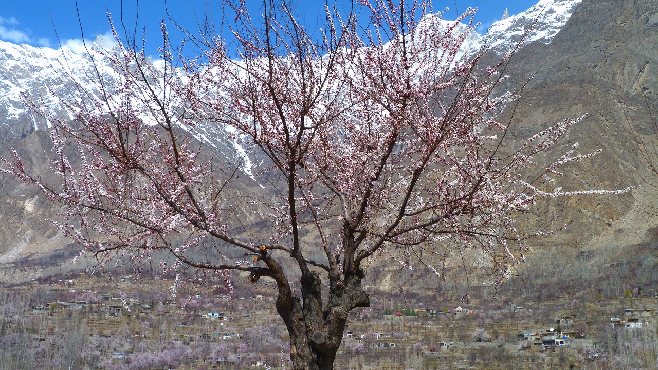 Borit Lake Blossom Season, Hunza Apricot blossom