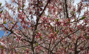 Experience culture, food, and spring festivals in Hunza.