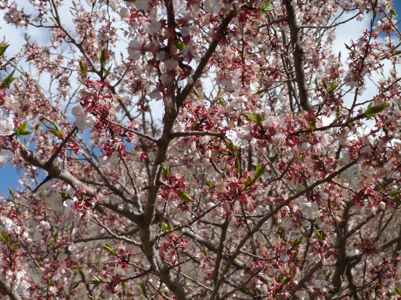 Experience culture, food, and spring festivals in Hunza.