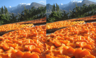 Hunza woman picking fresh apricots from a tree during the valley harvest