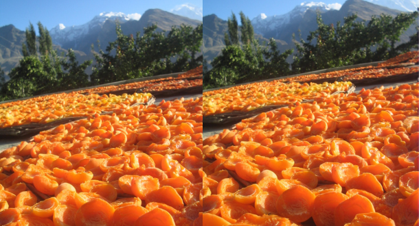 Hunza woman picking fresh apricots from a tree during the valley harvest